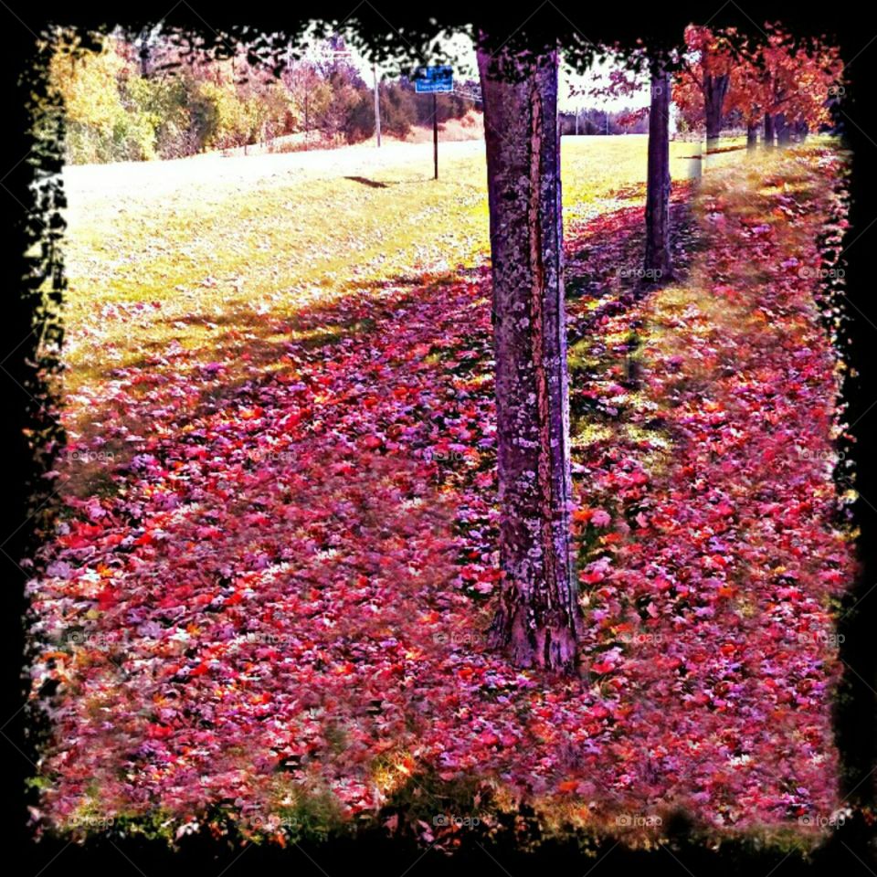 fall purples and pinks