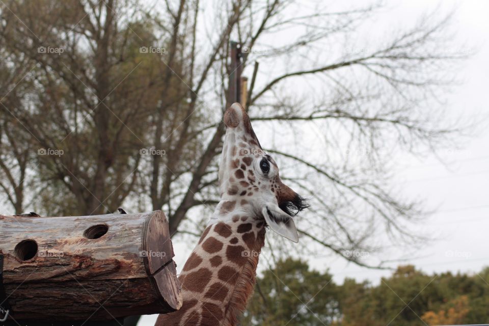 Close up of giraffe