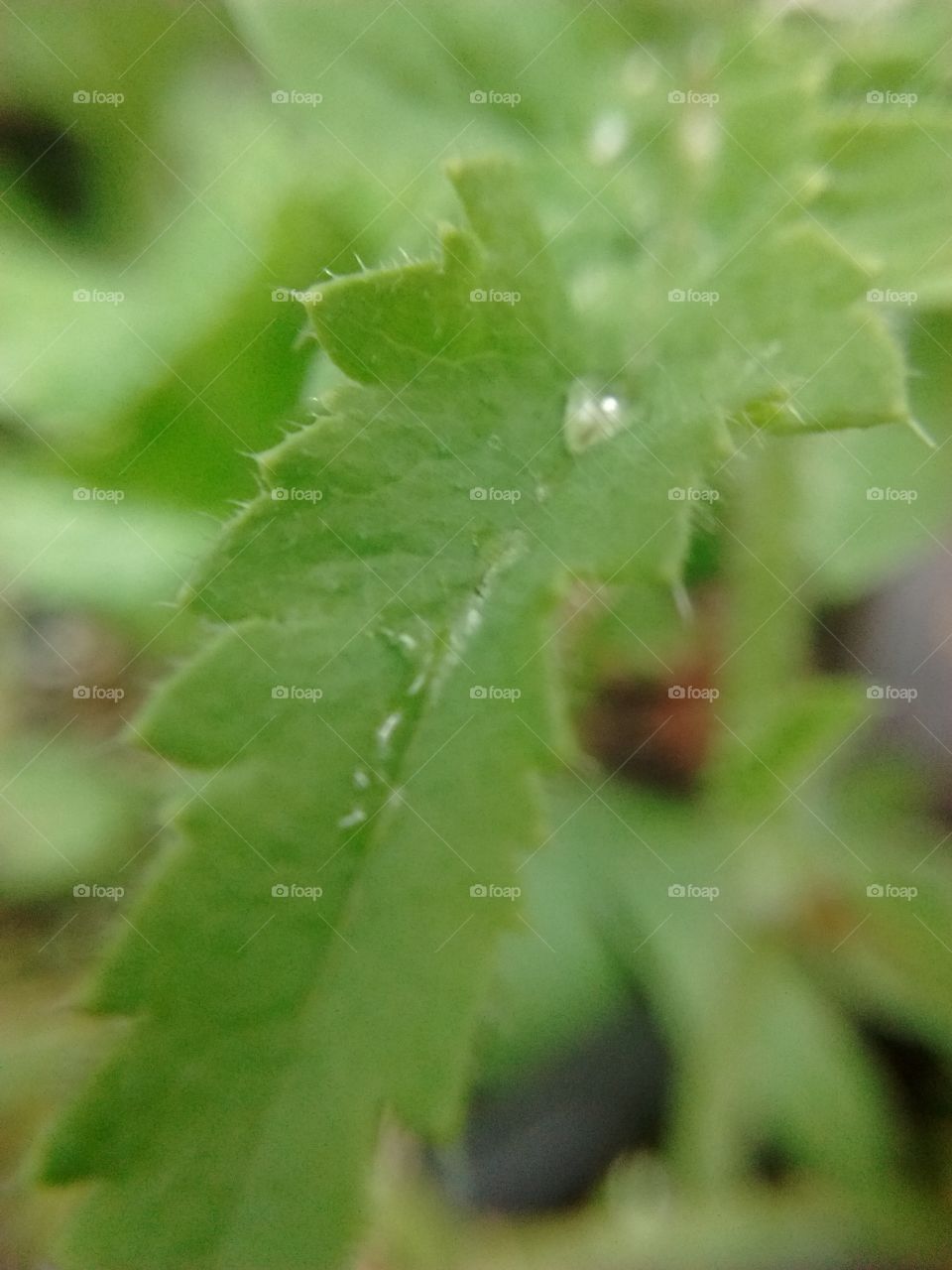 Fresh Raindrops on Thirsty Leaves