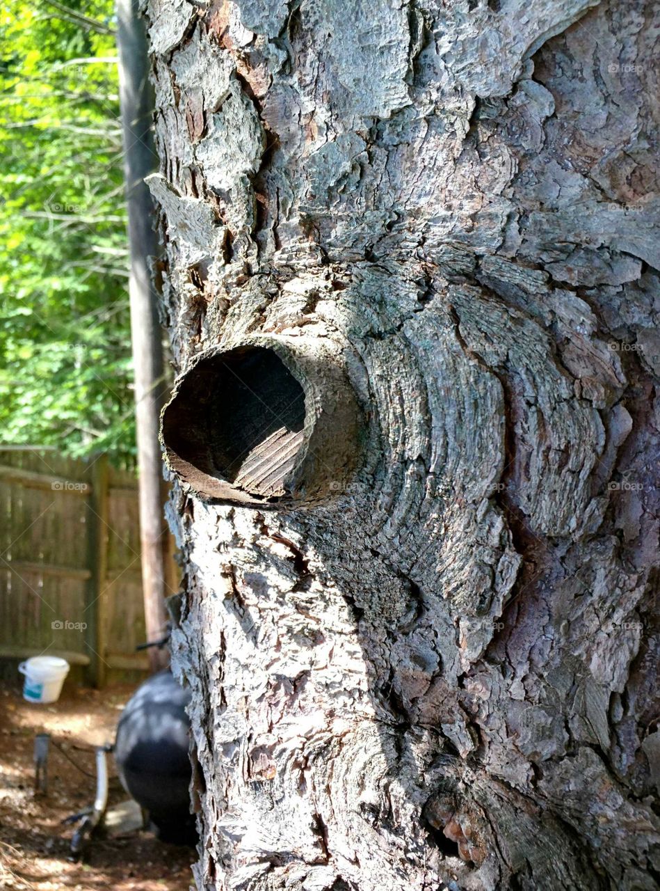 Tree, Wood, Trunk, No Person, Bark