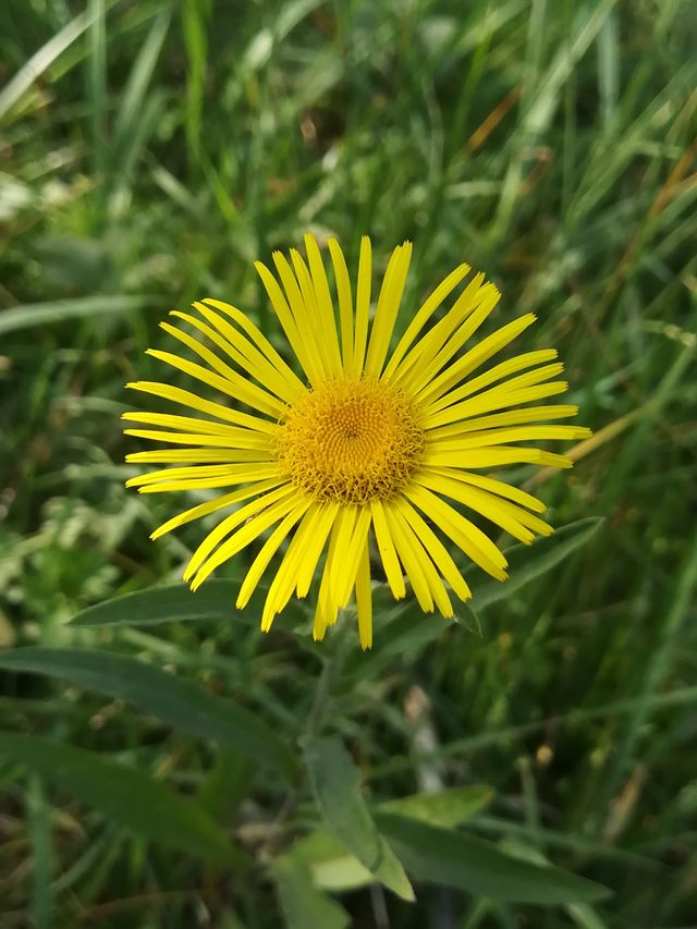 Yellow Flowers