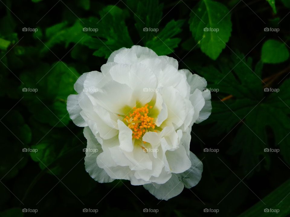 alba flower