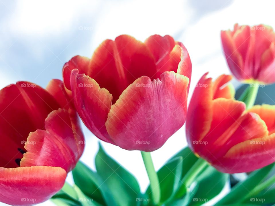 Red tulips 