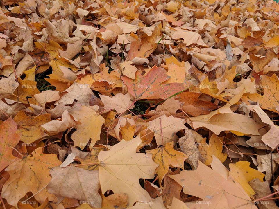 golden leaves