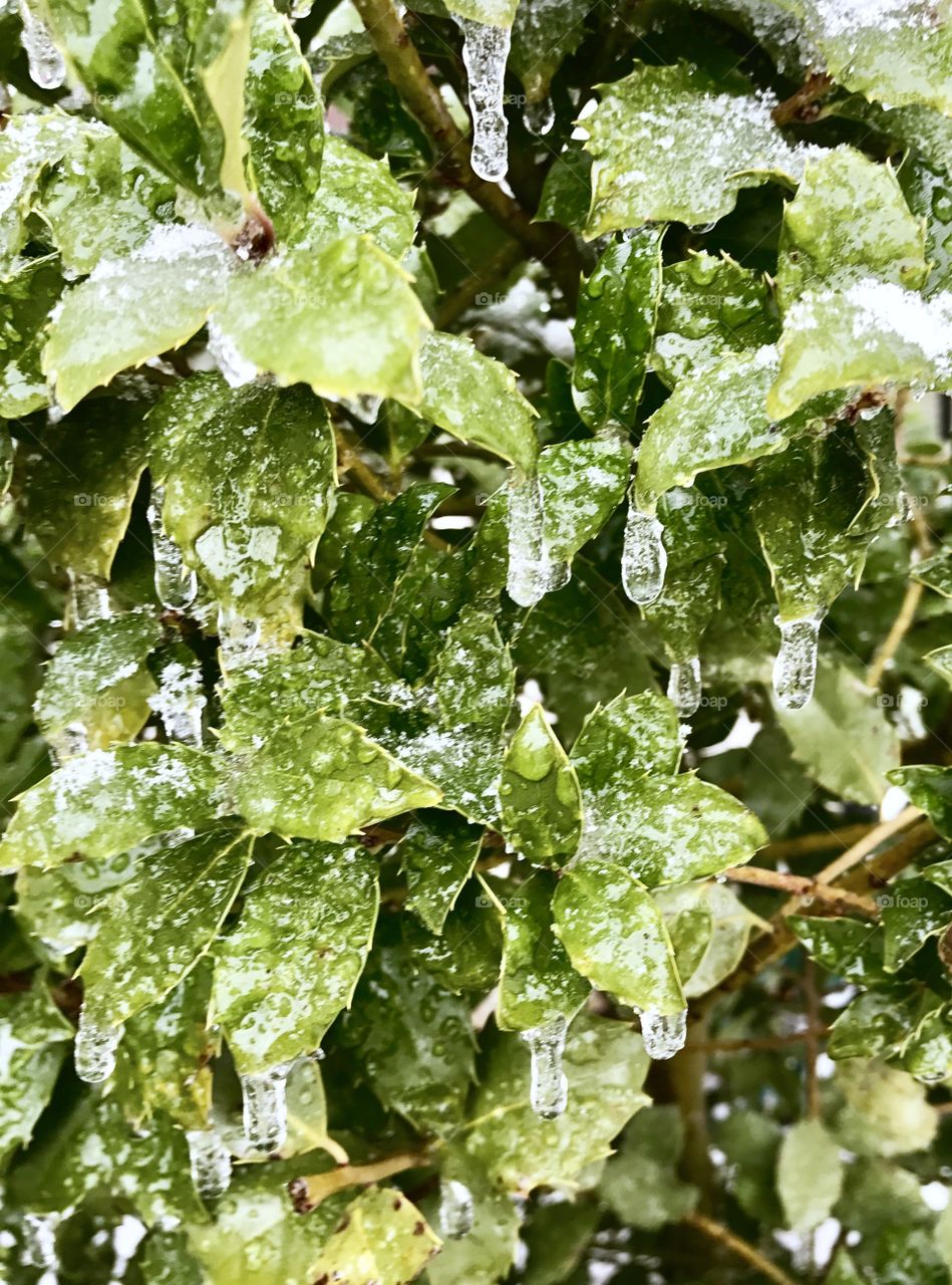 Icicles on Bush