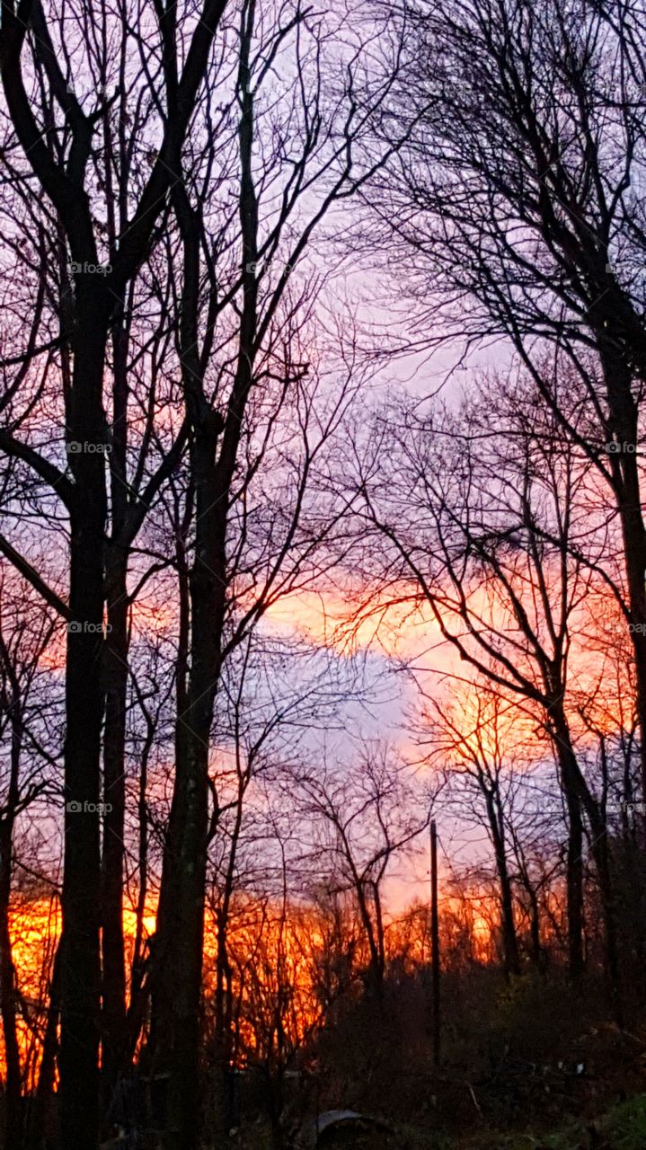 Silhouette of bare trees during sunset