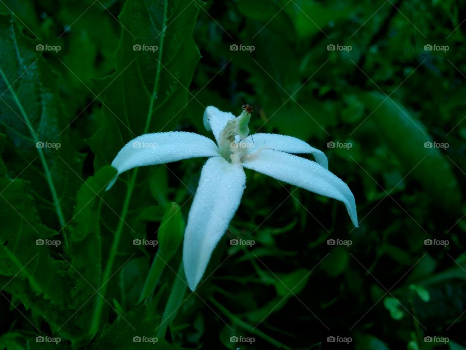 white flower