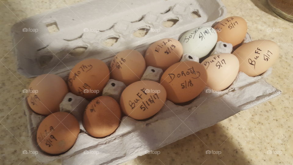 Eggs by Hen and Date