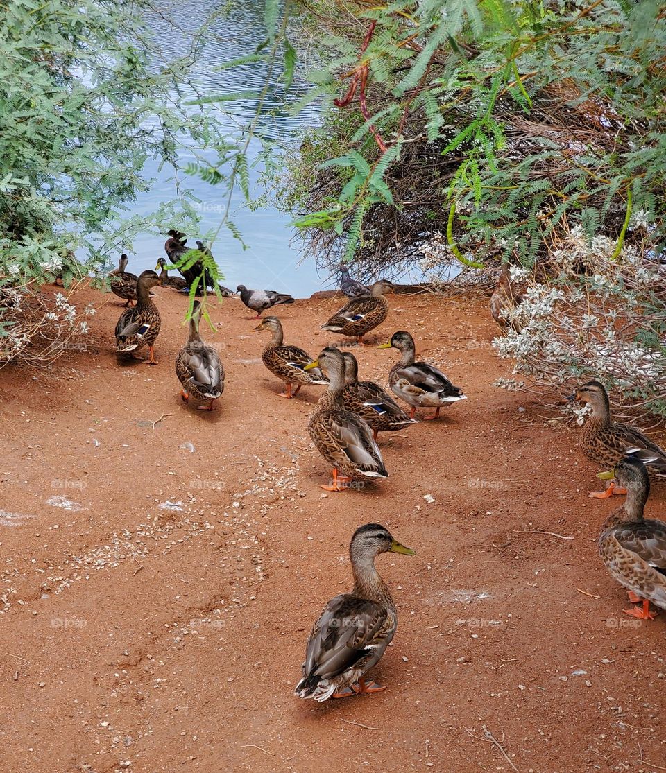 Ducks Heading to the Water