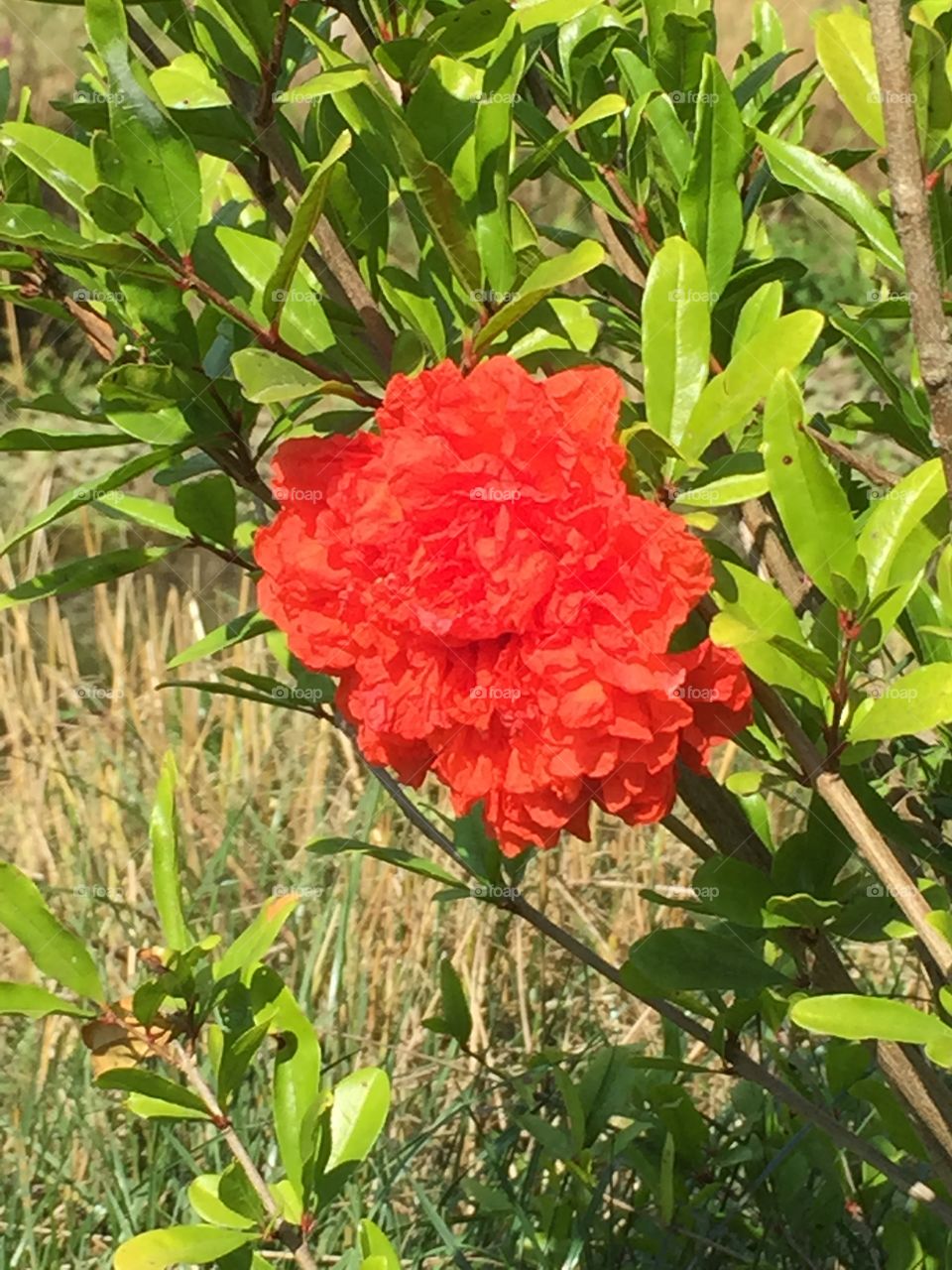 Flower of pomegranate
