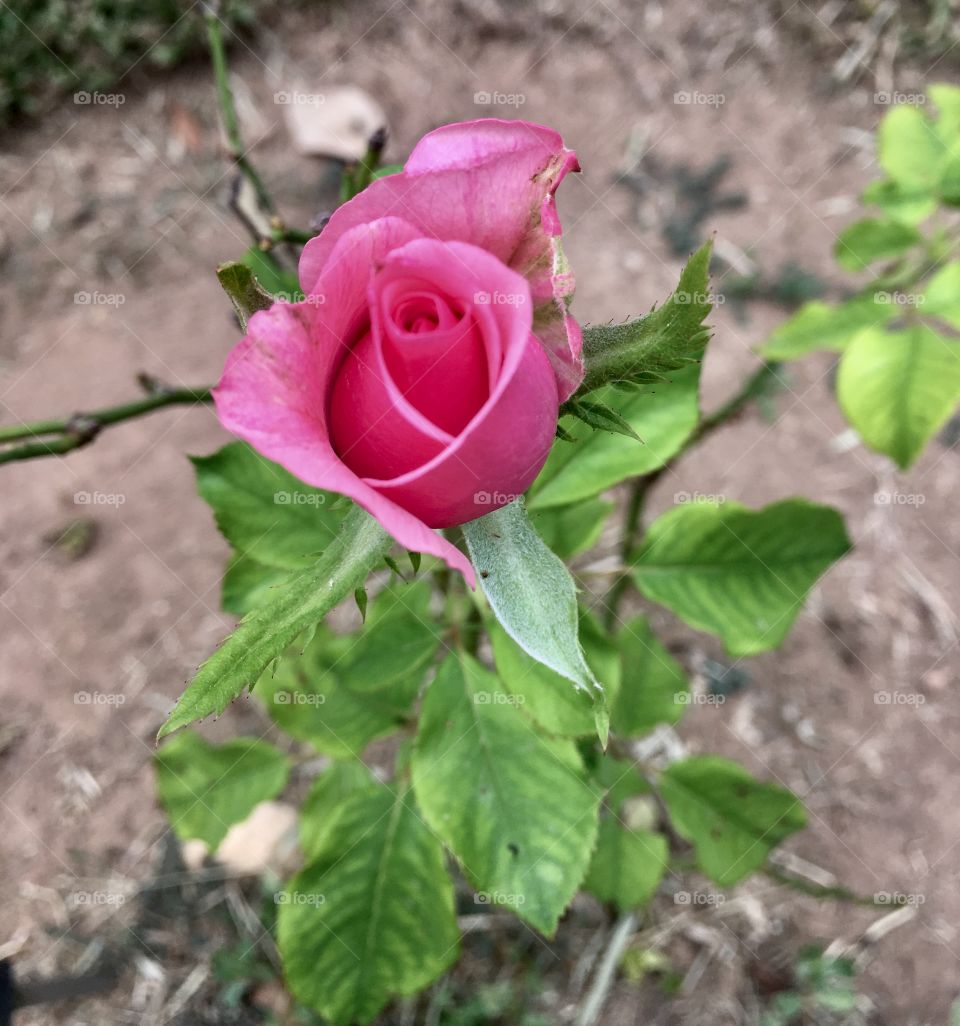 🌼#Flores do nosso #jardim, para alegrar e embelezar nosso dia!
#Jardinagem é nosso #hobby. 
🌹
#flor #flowers #flower #pétalas #garden #natureza #nature #flora 