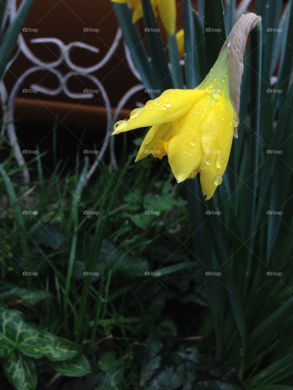 Suddenly spring - Daffodils after the rain