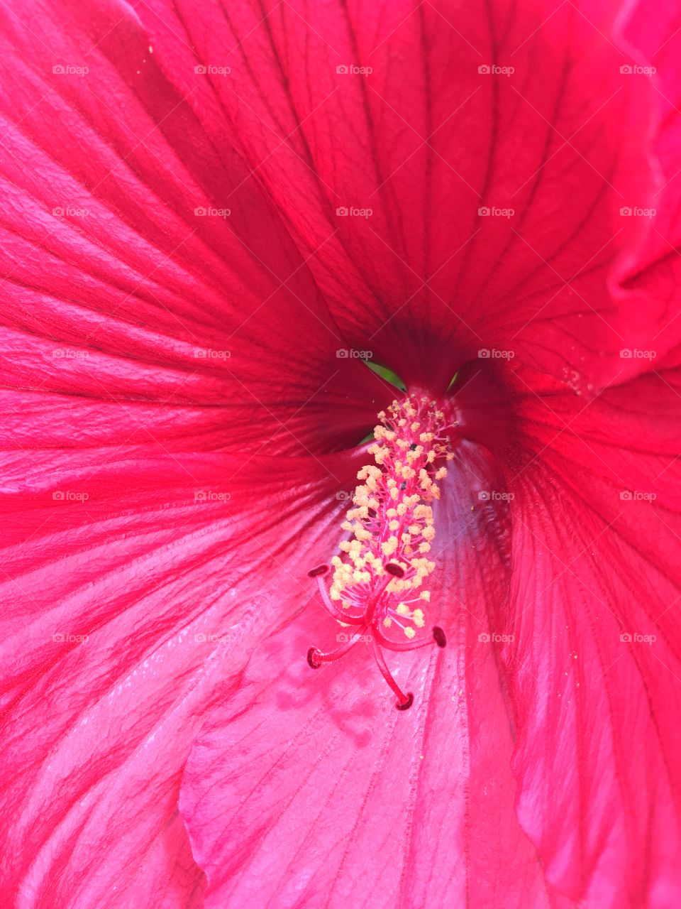 Hibiscus 