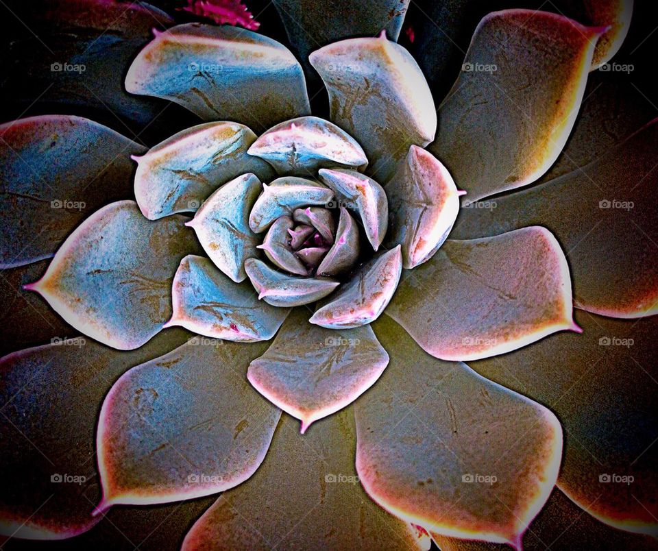 Succulents
