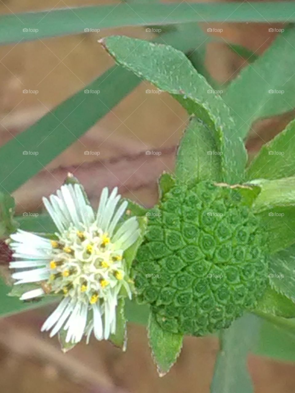 Beautiful collection specially nature design for your albums.