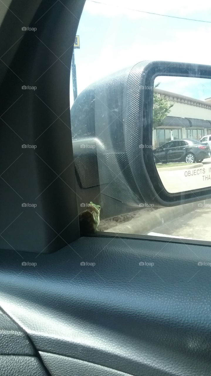 hitchhiker frog