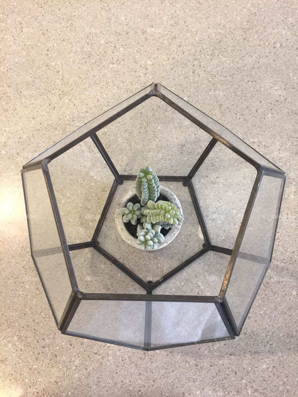 Cactus decor