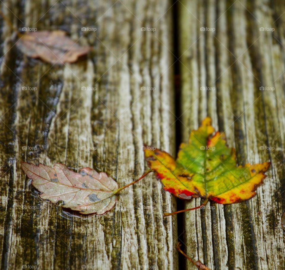 Leaves