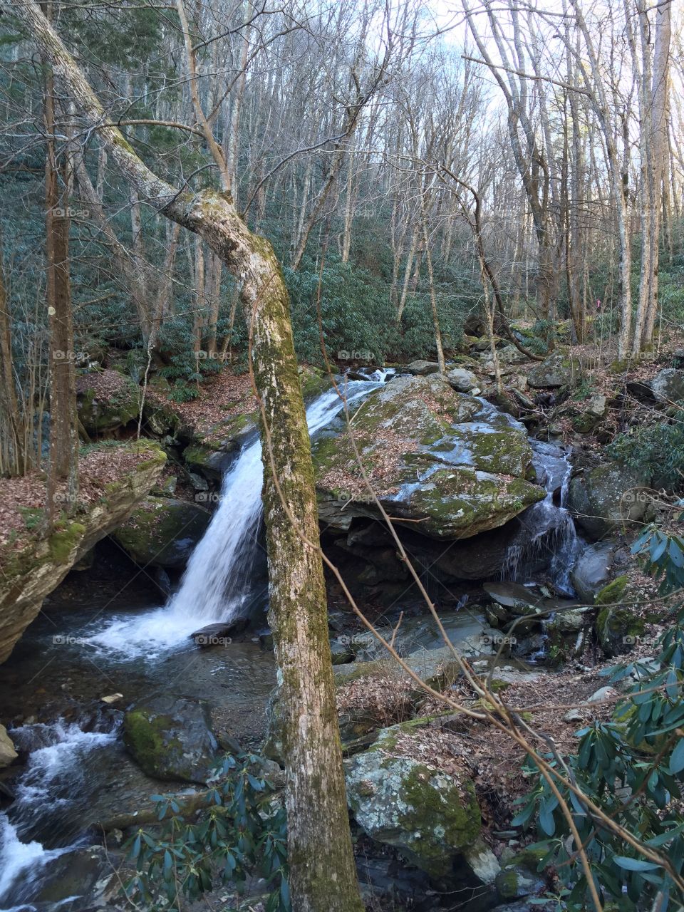 Water, Stream, Nature, River, Wood