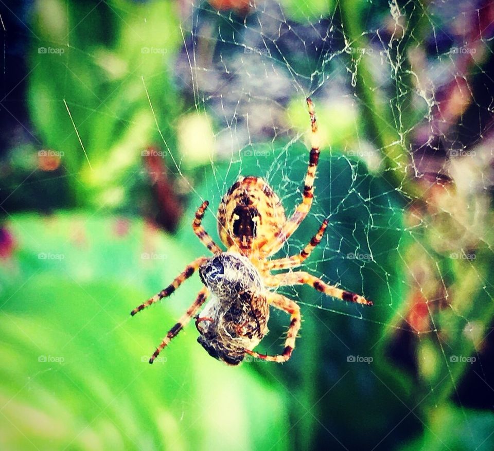 Spider