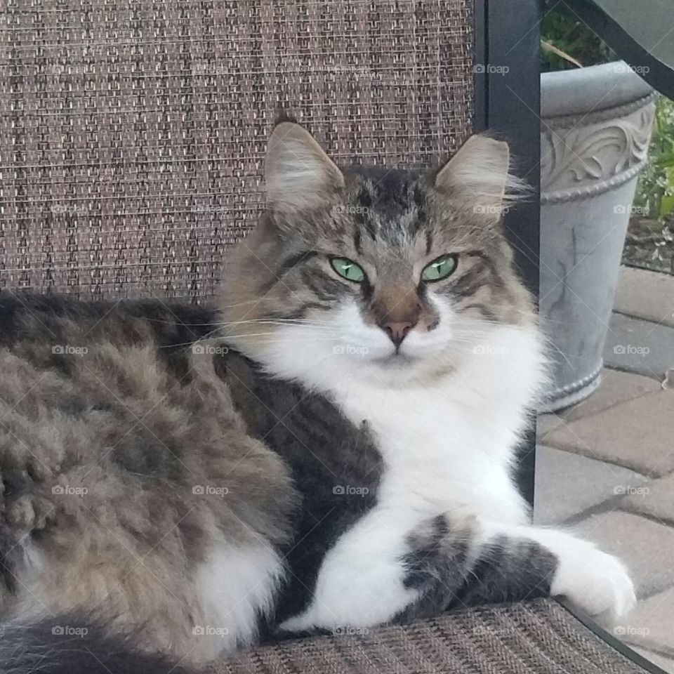 cat relaxing on patio furniture