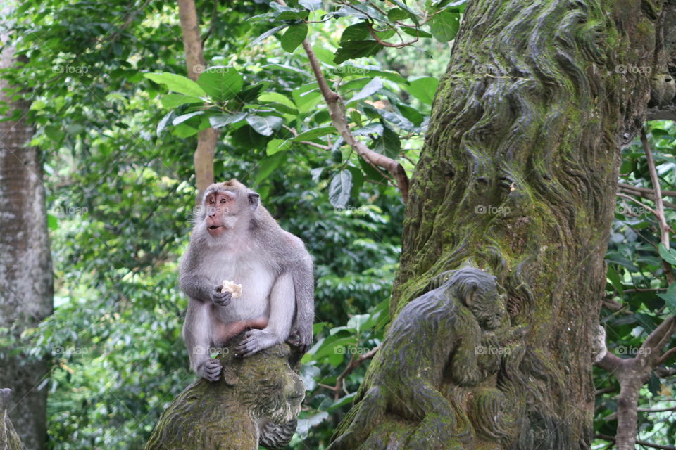 Monkey on monkey