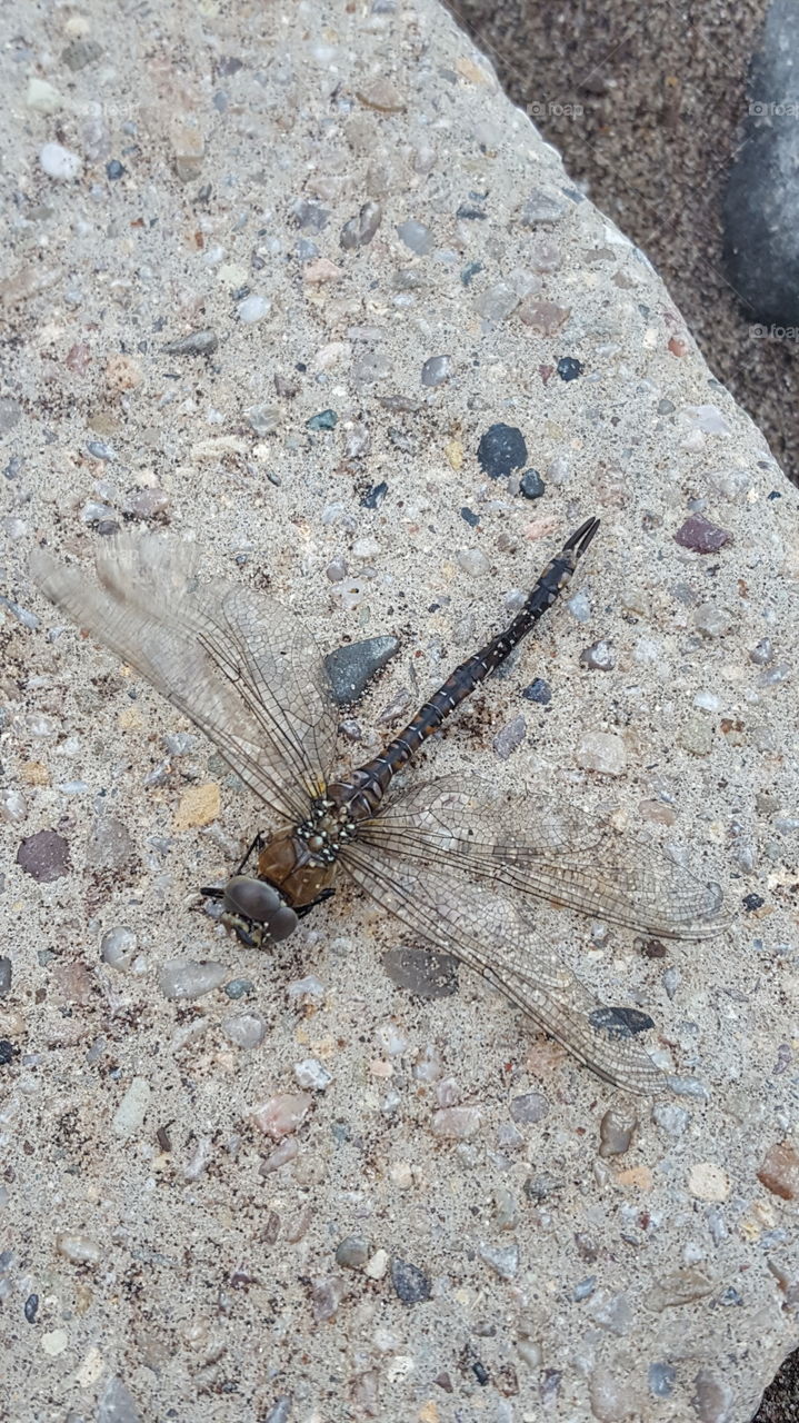 dragonfly