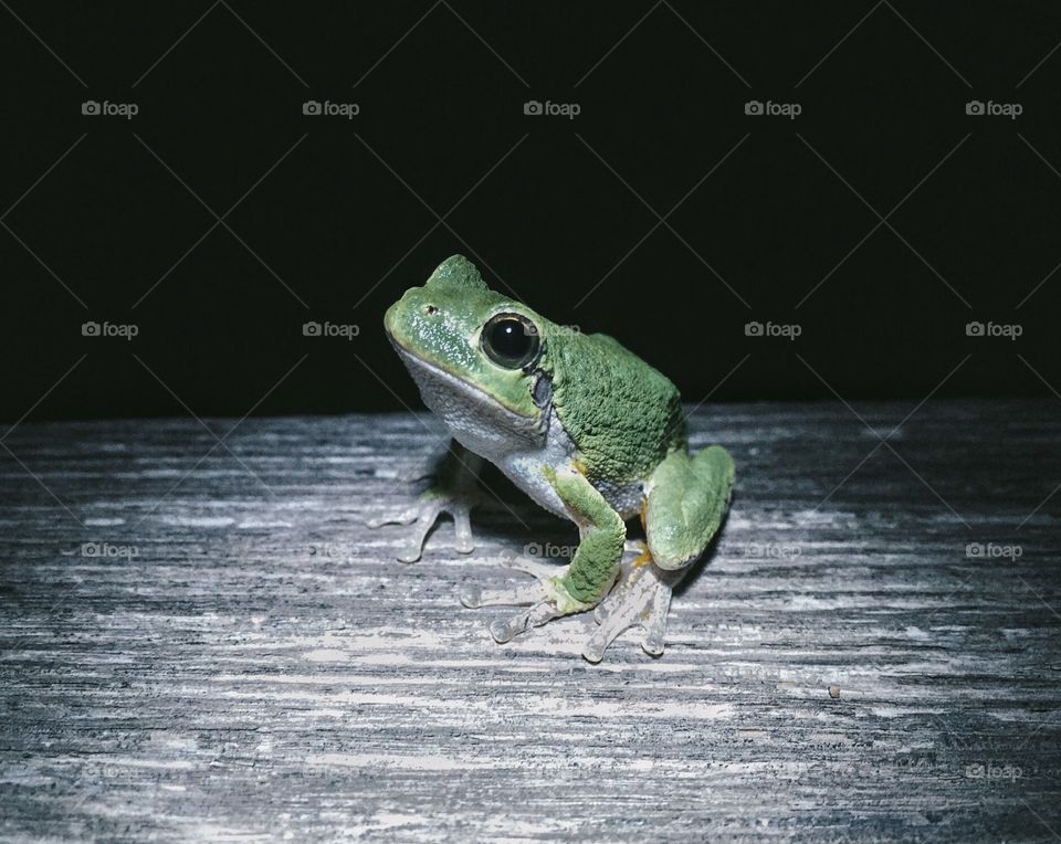 Tree frog at night on a log