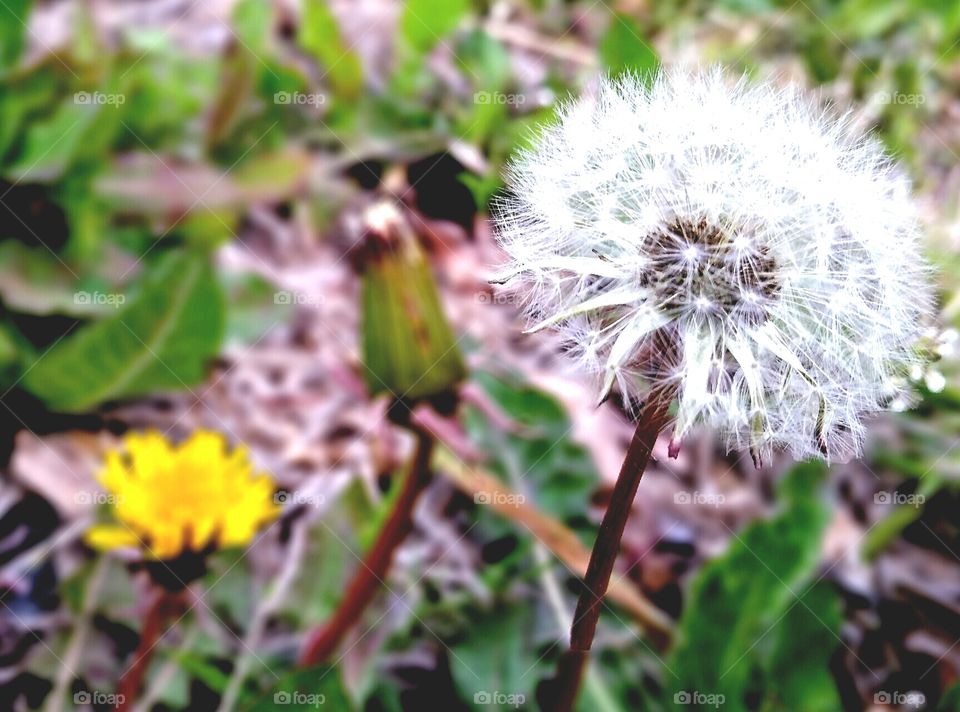 Dandelion Seeds