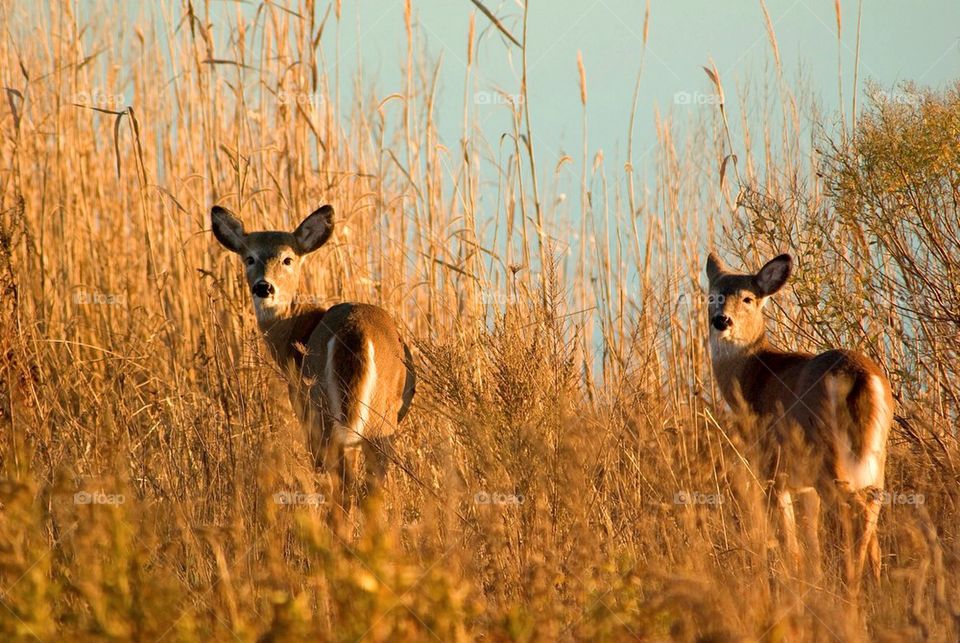 2 deer in tall grass