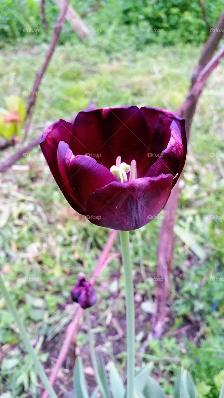 purple tulip