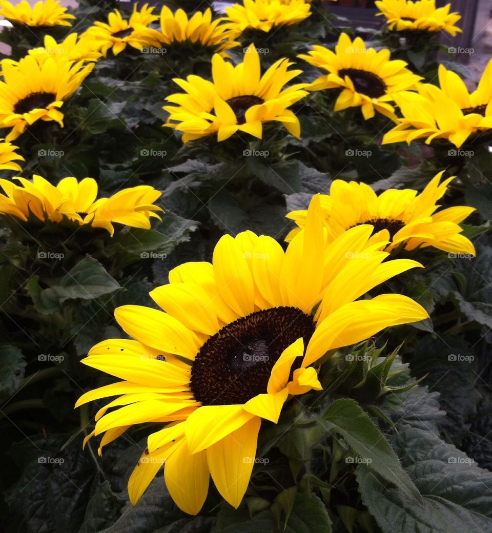 Sunflower. Flower