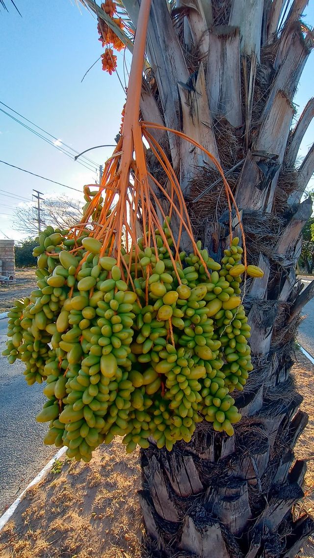 date palm