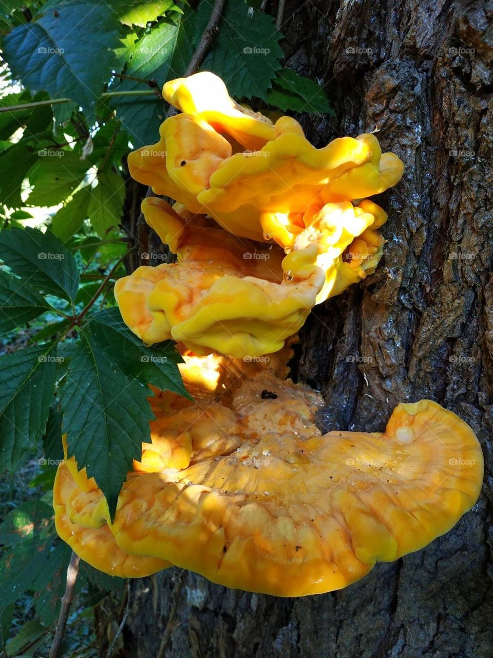 Laetiporus sulphureus mushrooms, bracket fungus. Fungi grows on tree. Yellow, orange crab-of-the-woods, sulphur polypore, sulphur shelf, chicken-of-the-woods. Good luck huge wild mushrooms findings. Healthy food harvesting