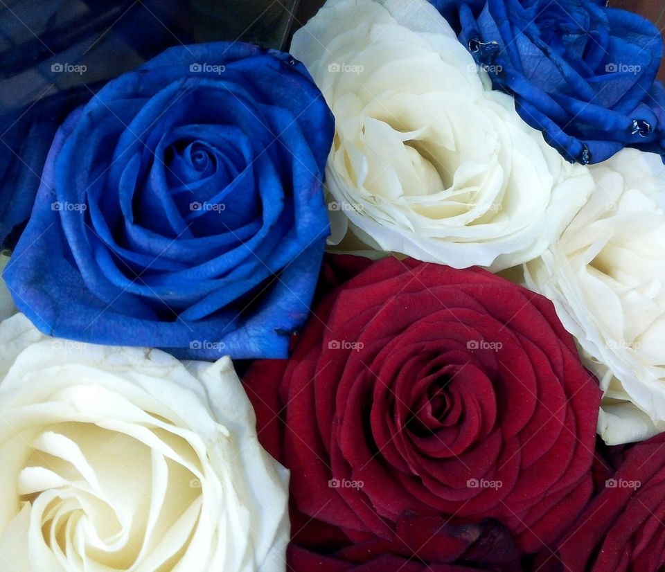 Blue white red roses - France