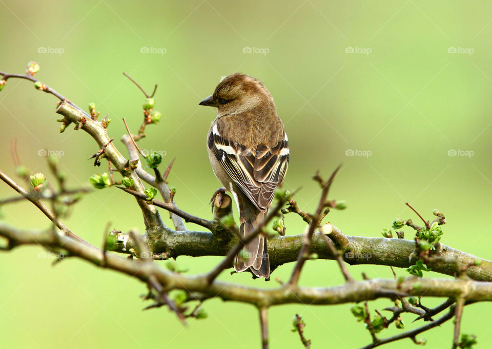 Close-up of bird perching on tree branch