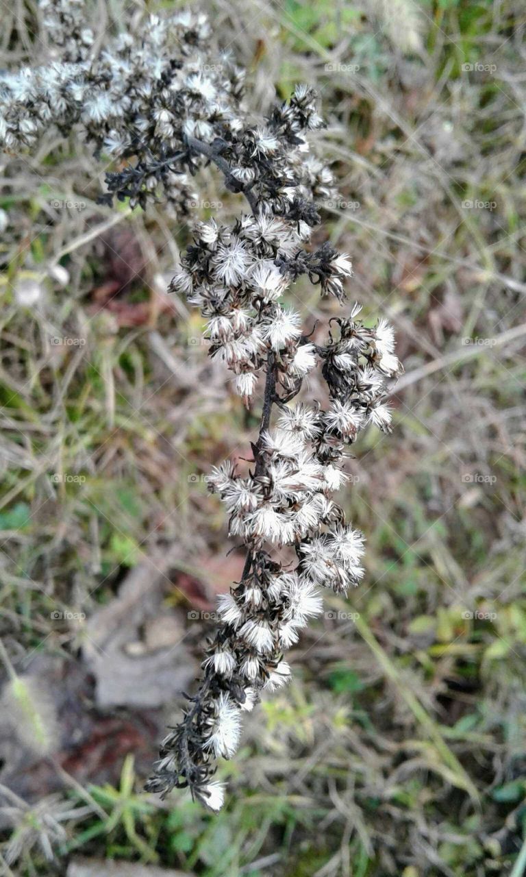 Wildflowers