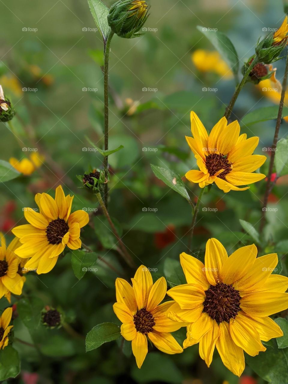 sunflower vibes