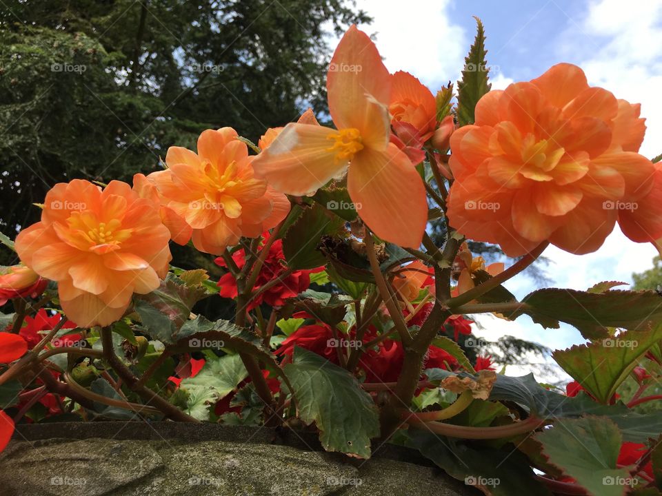Beautiful orange flowers in Potsdam