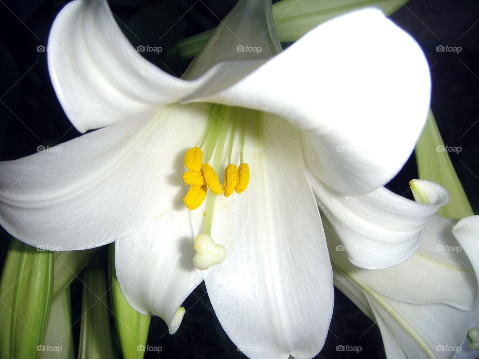 Easter Lily single flower closeup, lily blooming in sunlight. Detailed closeup pic of blooming lily bloom.