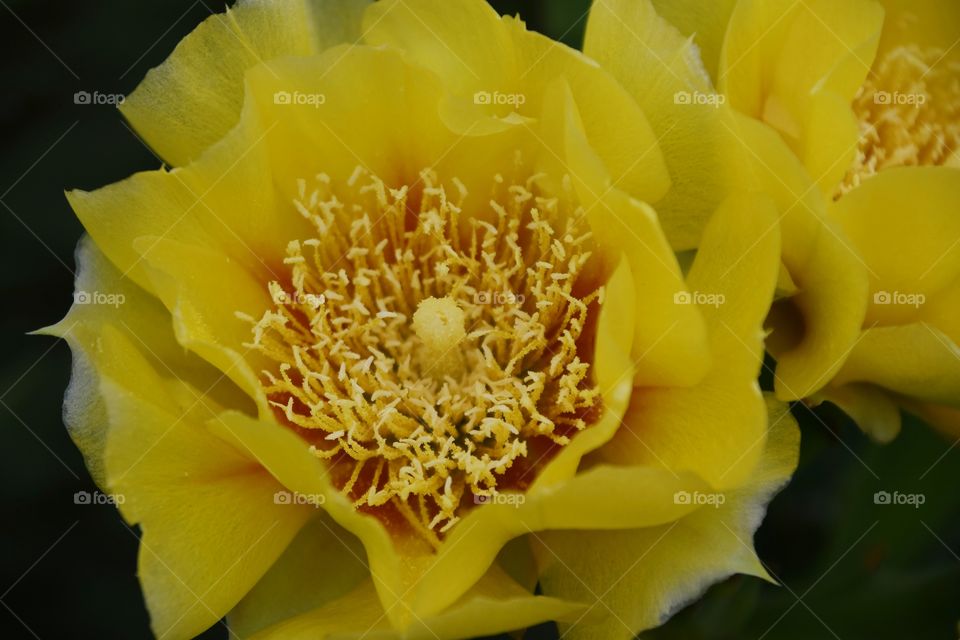 cactus flower