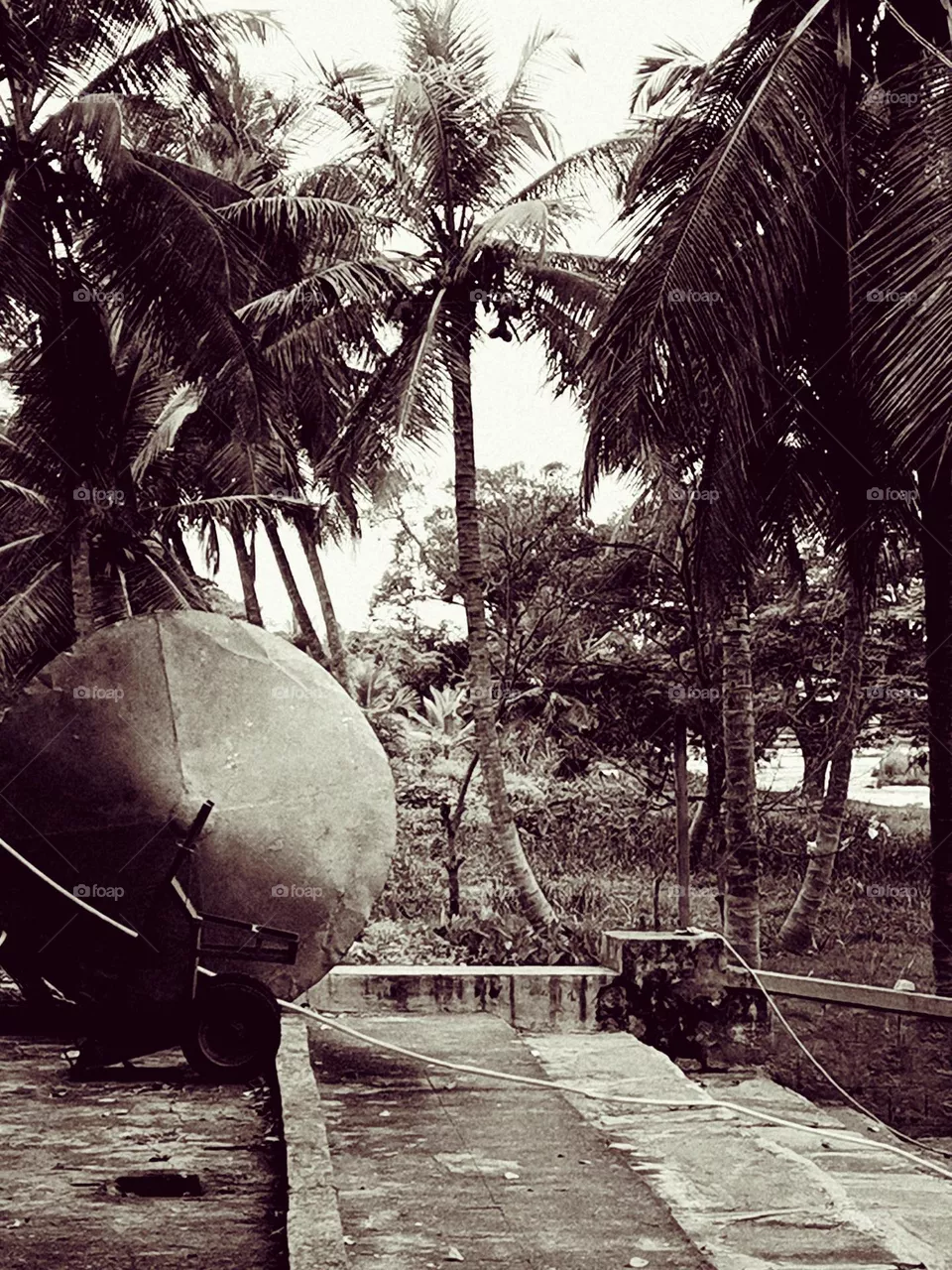 cocoTree