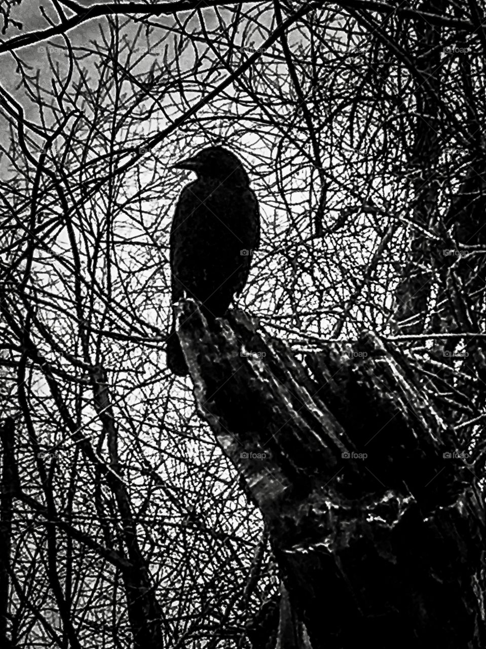 Guardian of the Trail