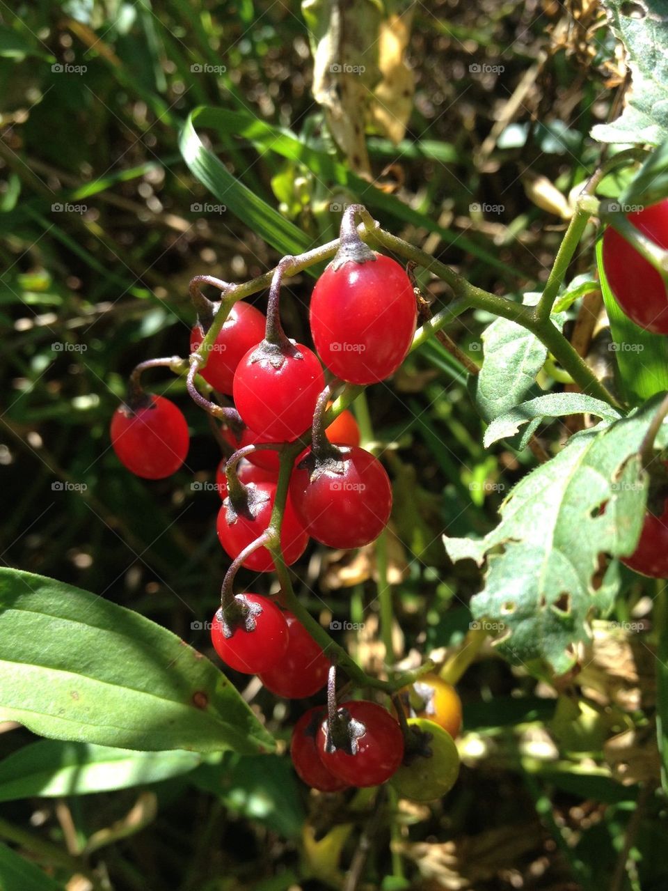 Berries