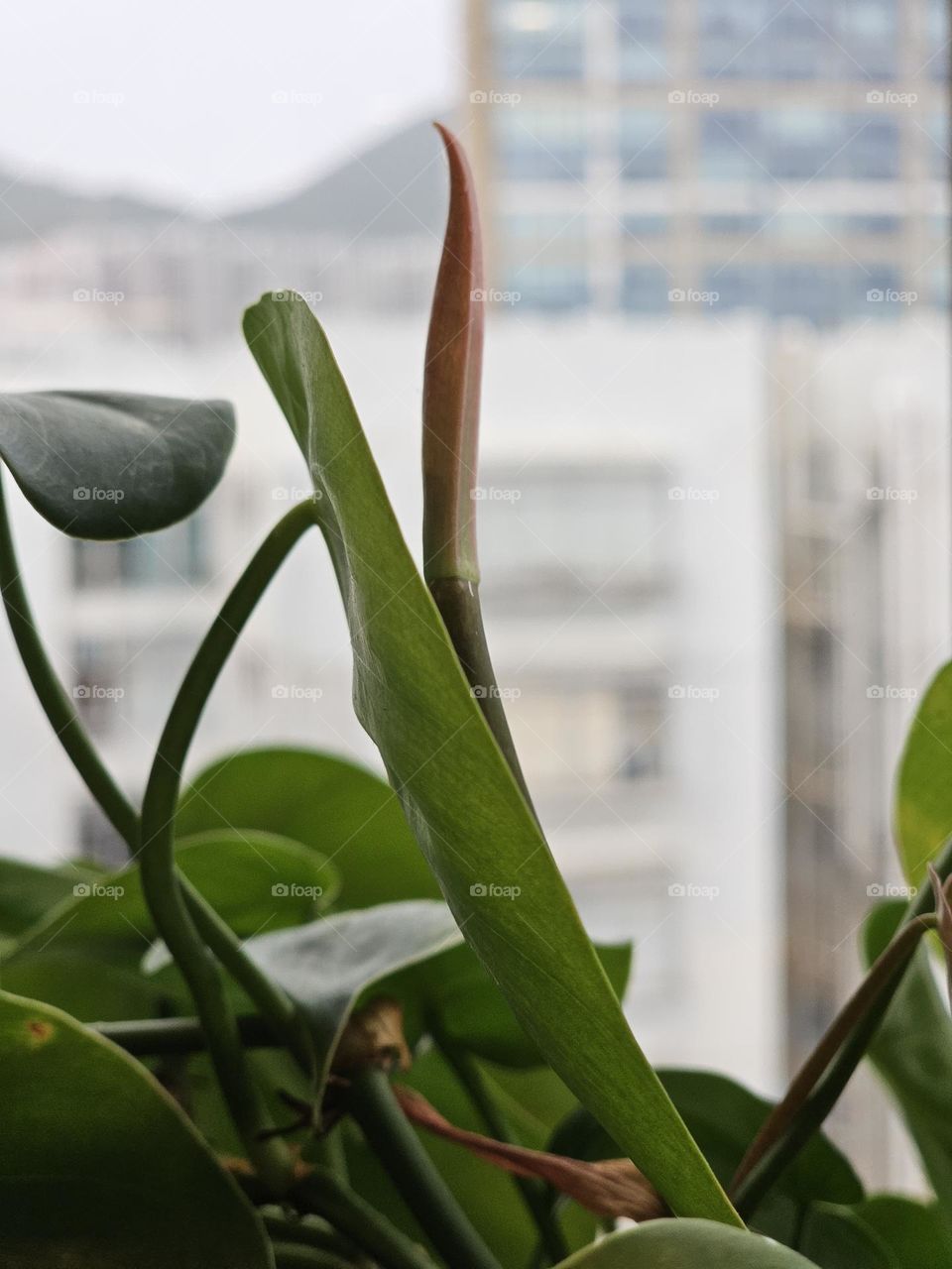 Pink shoot with green leaves on indoor plant by the window in Hong Kong