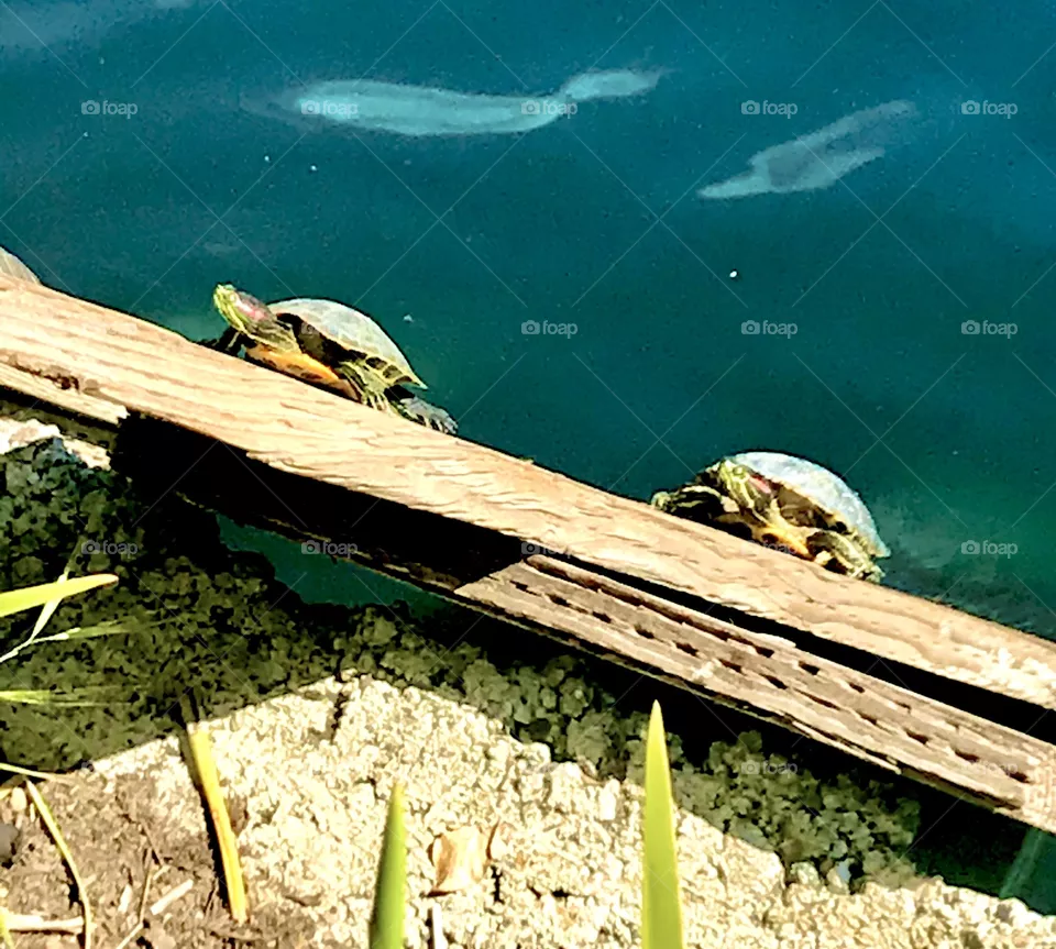 Two basking turtles 