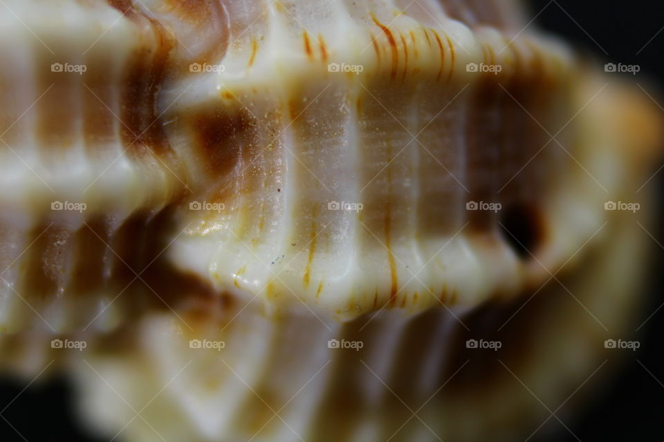 macro seashell