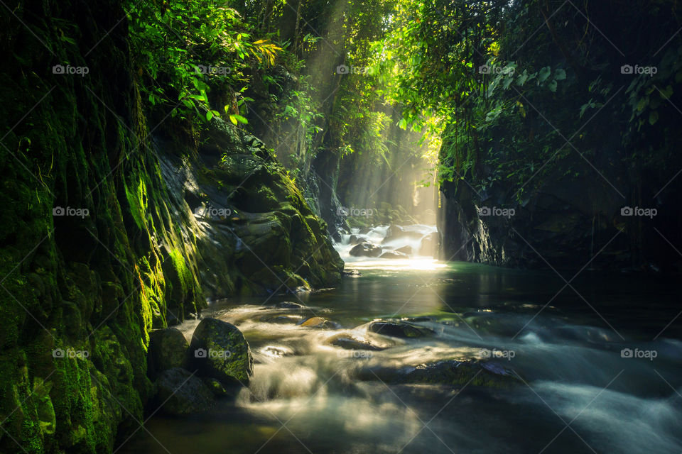 sunlight in the morning with tropical forest