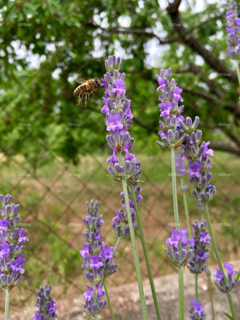 Flowering lavender in the garden and a flying bee