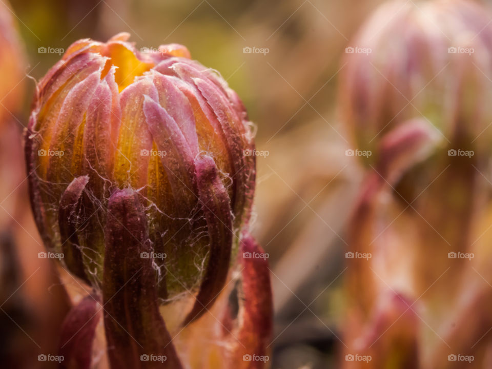 Close-up of flower bud